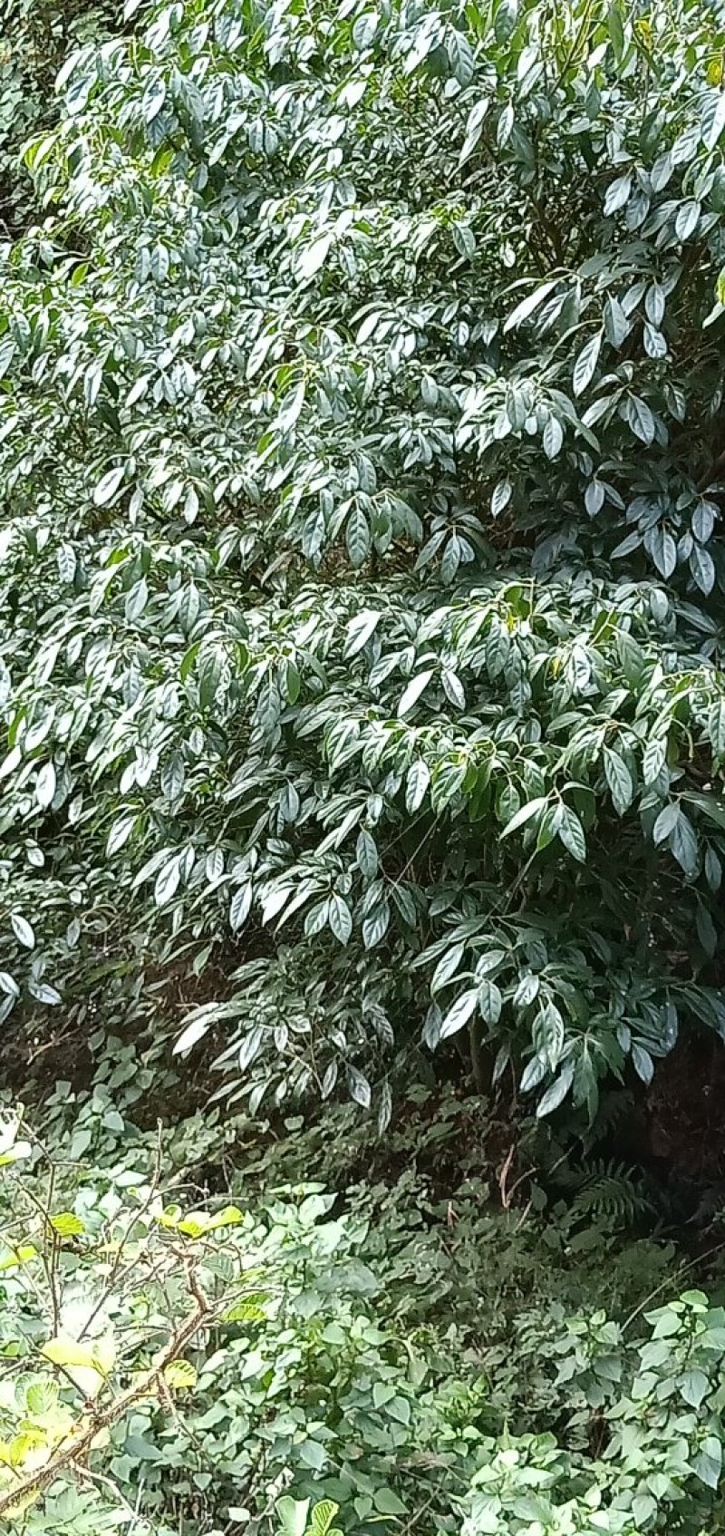 马比木