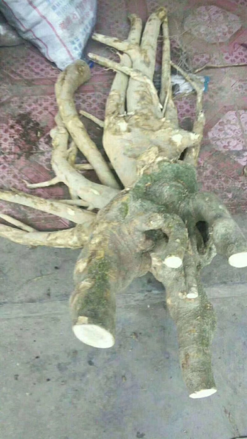 马比木