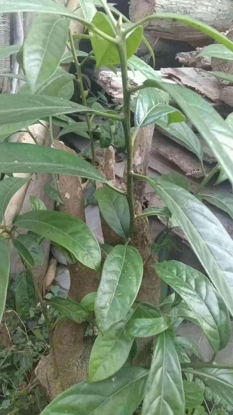 马比木