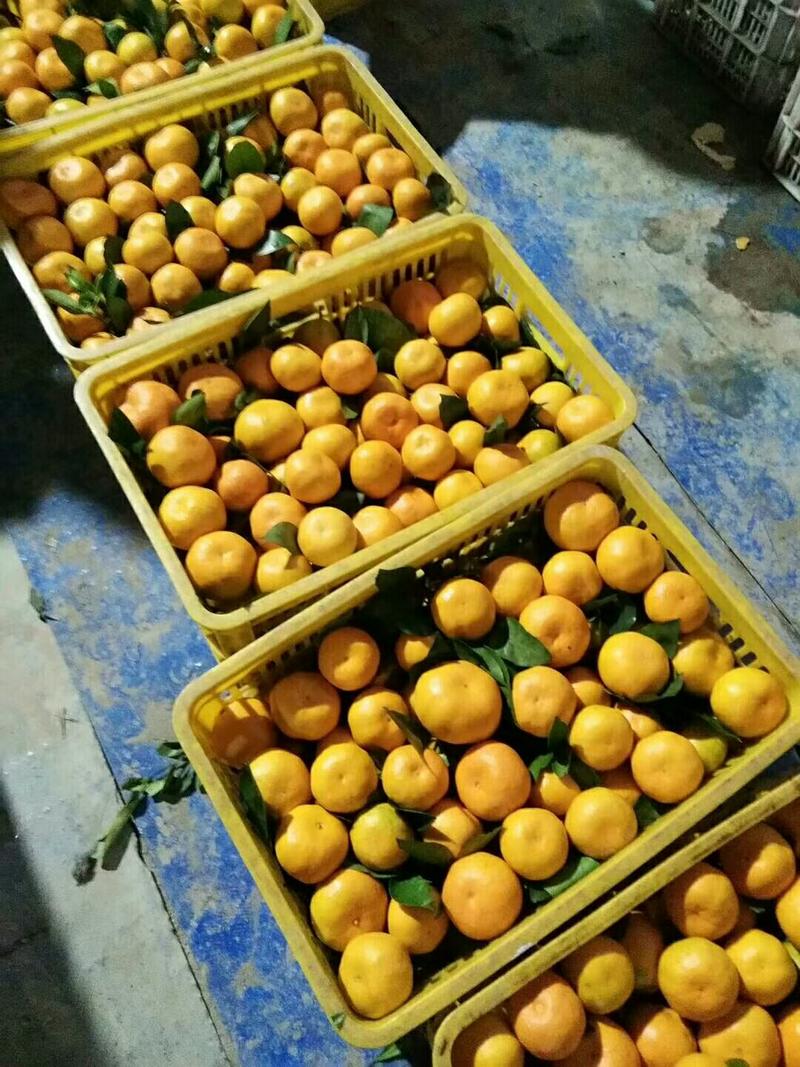 蜜橘统装果全黄口感甜产地直销量大从优大量上市