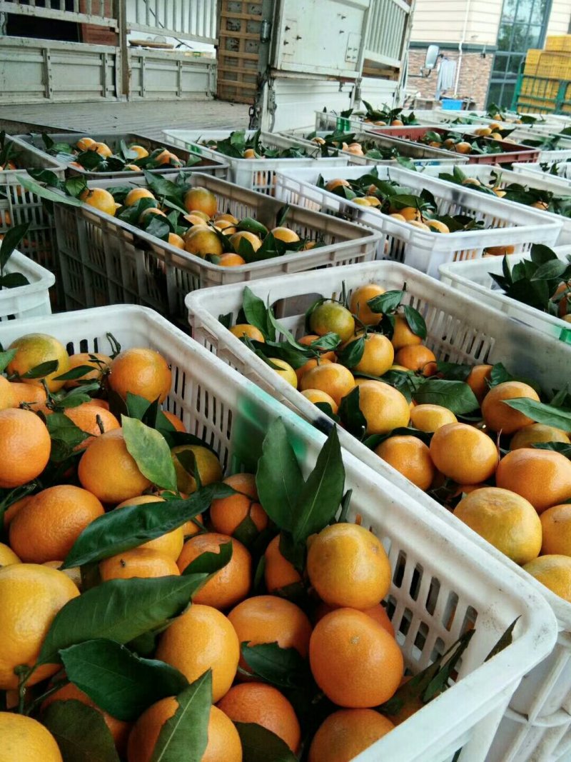 蜜橘统装果全黄口感甜产地直销量大从优大量上市
