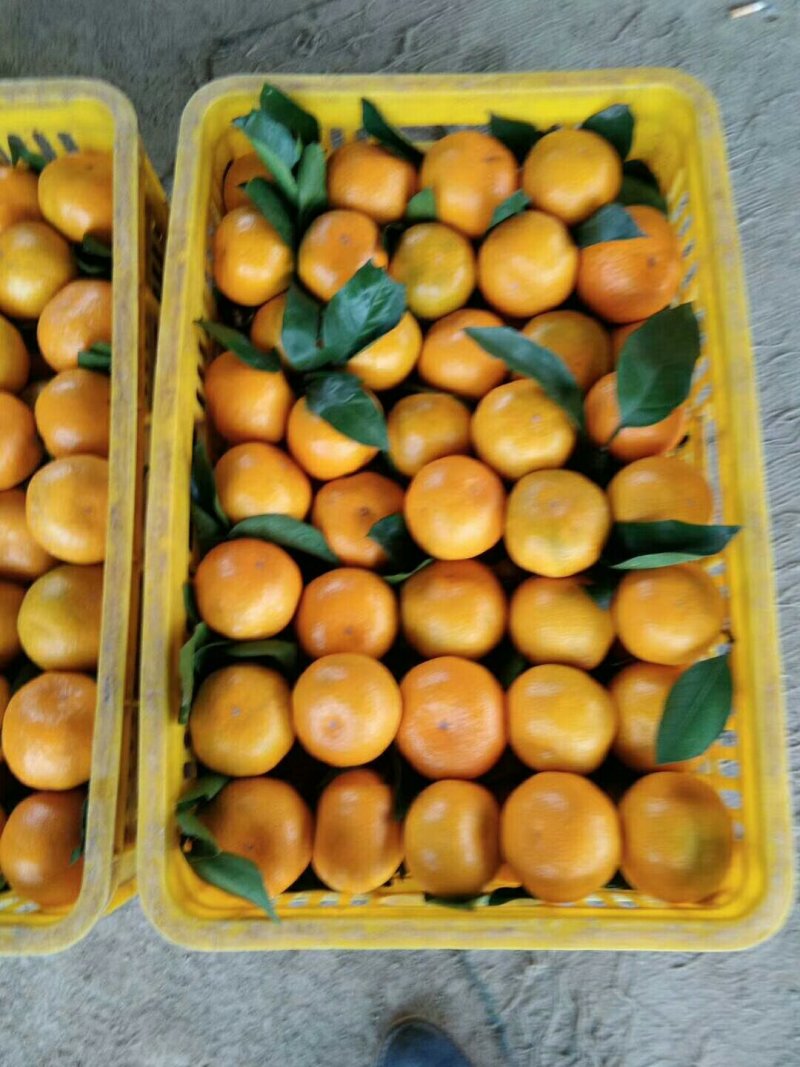 蜜橘统装果全黄口感甜产地直销量大从优大量上市