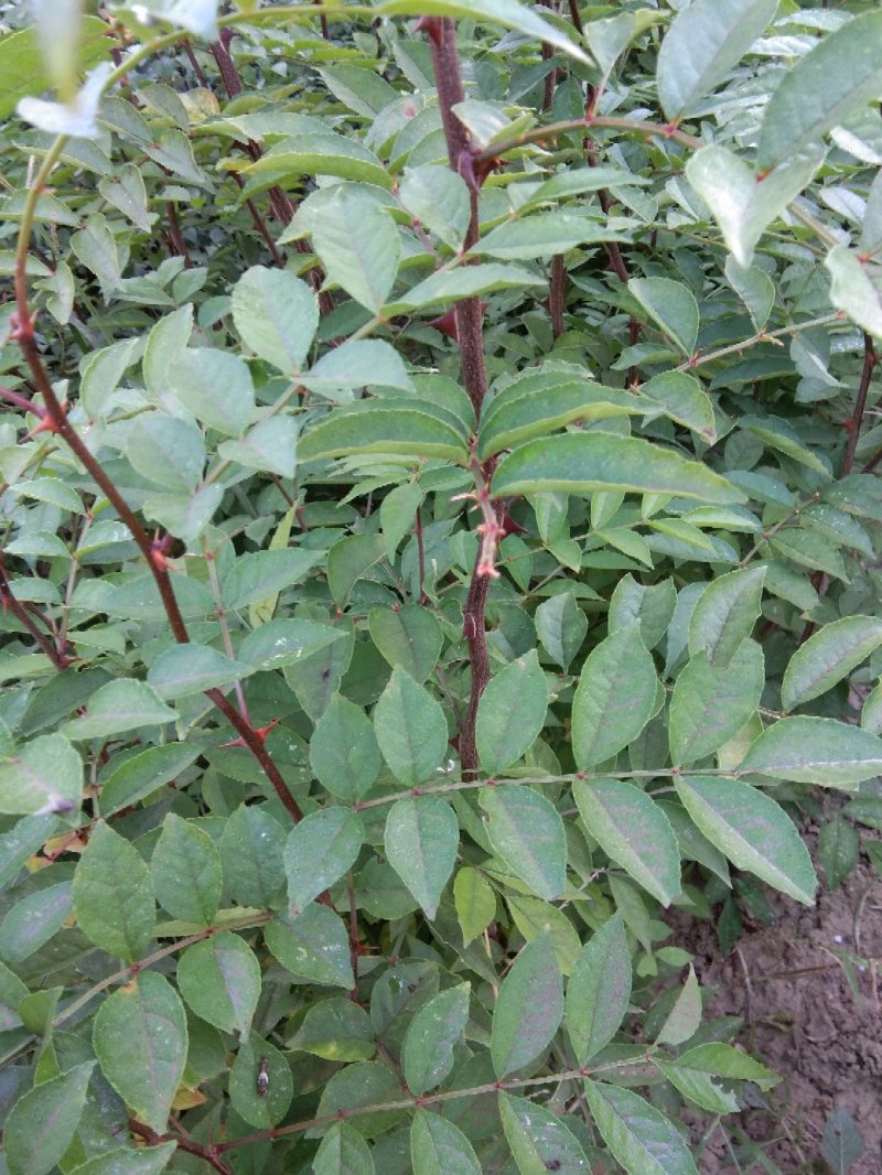 花椒苗