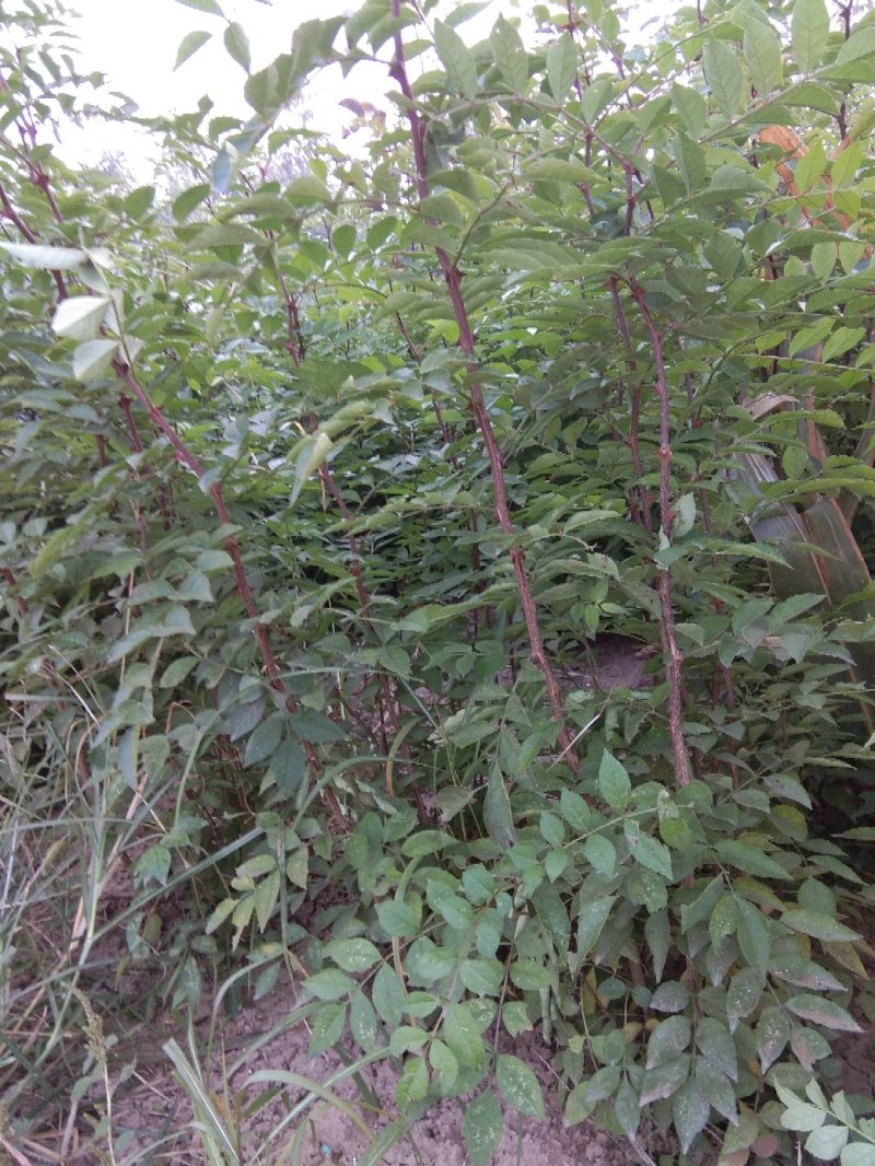 花椒苗