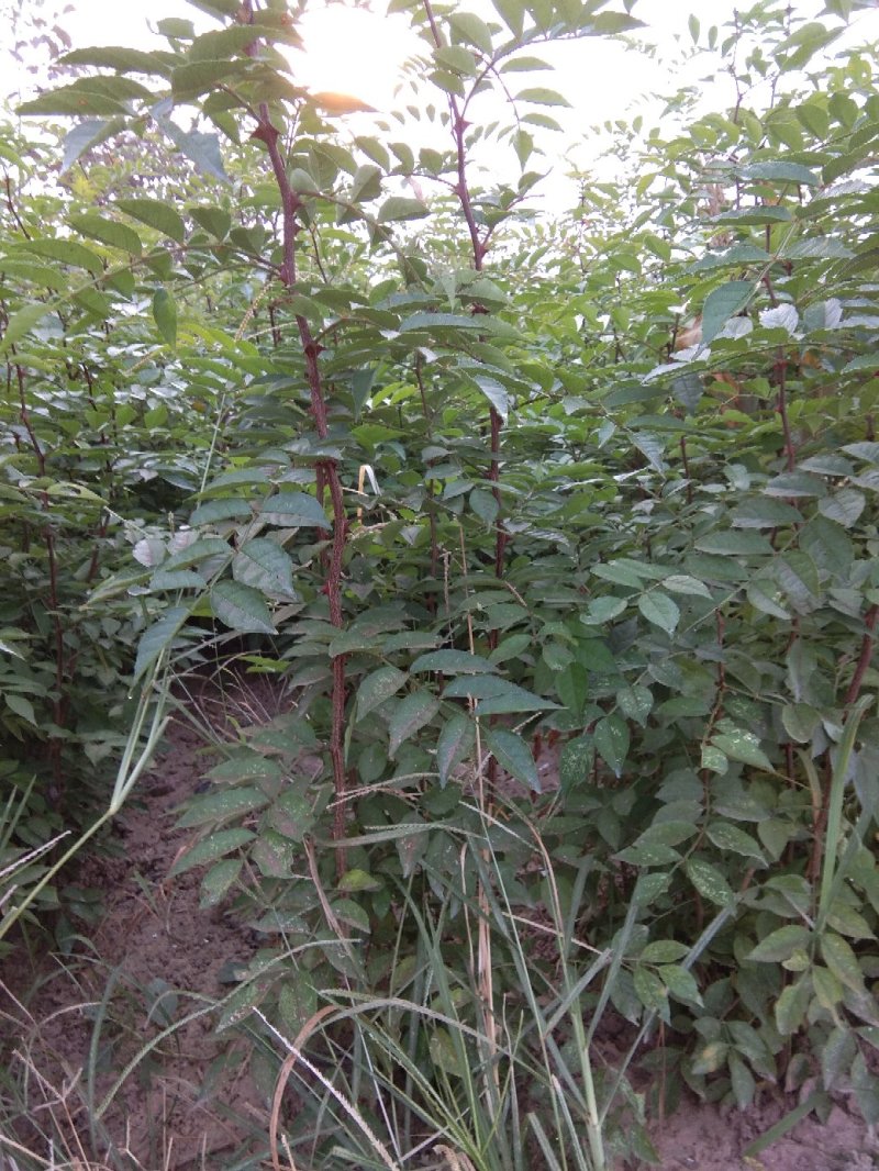 花椒苗