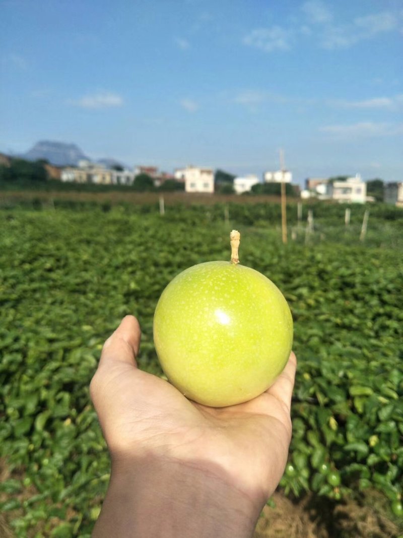 芭乐味的黄金百香果苗种植4个月可以四季结果