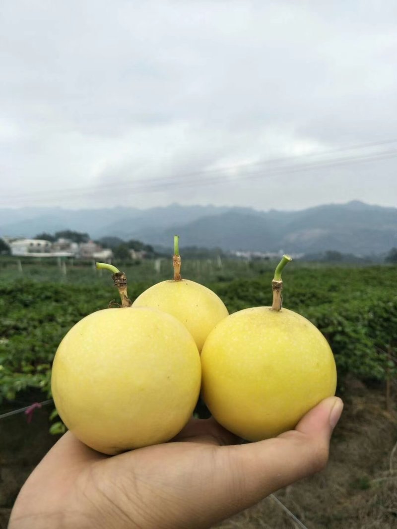 芭乐味的黄金百香果苗种植4个月可以四季结果