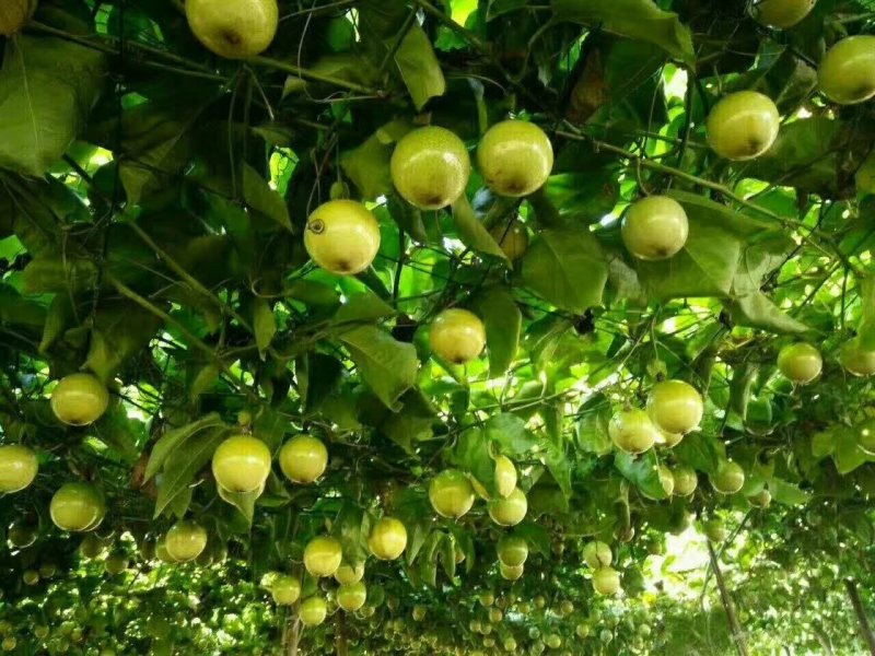 芭乐味的黄金百香果苗种植4个月可以四季结果