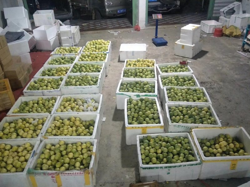 芭乐味的黄金百香果苗种植4个月可以四季结果