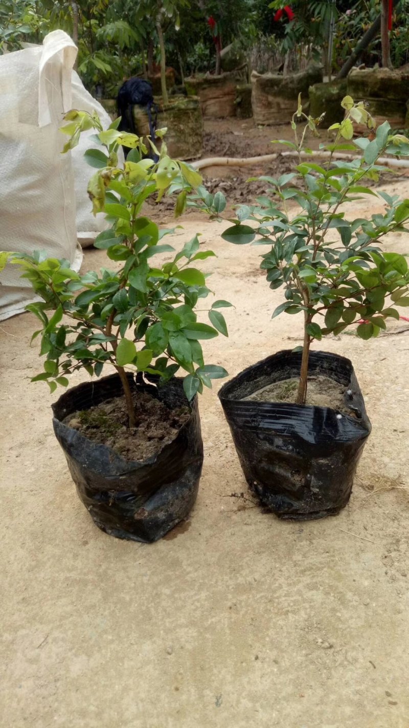 沙巴树葡萄苗高度35-40公分