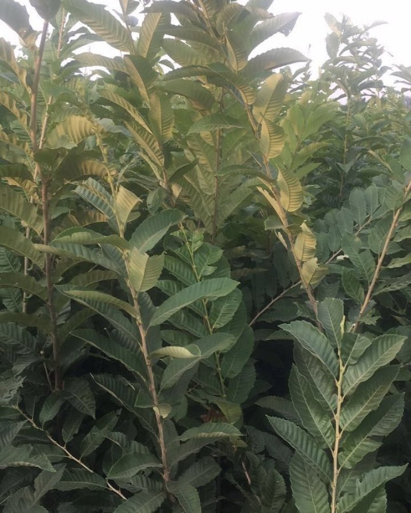 大量出售板栗树苗！保证质量！成活率高！自家种植的！