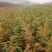 大量出售板栗树苗！保证质量！成活率高！自家种植的！