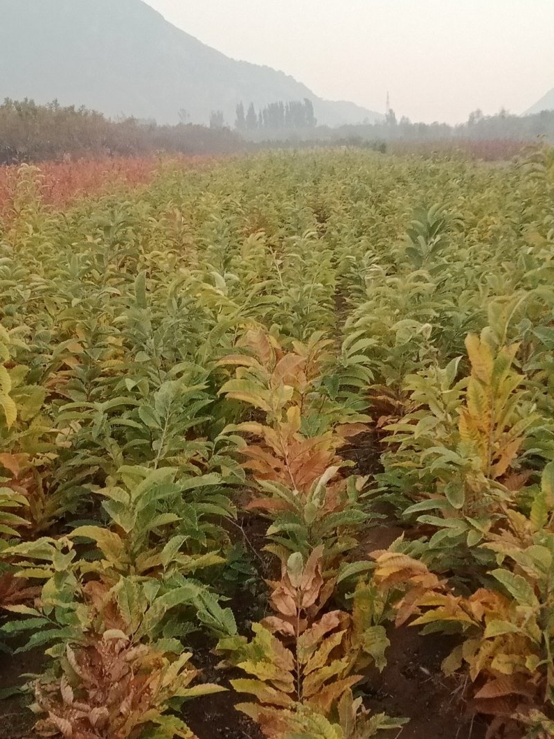 大量出售板栗树苗！保证质量！成活率高！自家种植的！