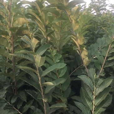 大量出售板栗树苗！保证质量！成活率高！自家种植的！