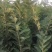 大量出售板栗树苗！保证质量！成活率高！自家种植的！