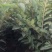 大量出售板栗树苗！保证质量！成活率高！自家种植的！