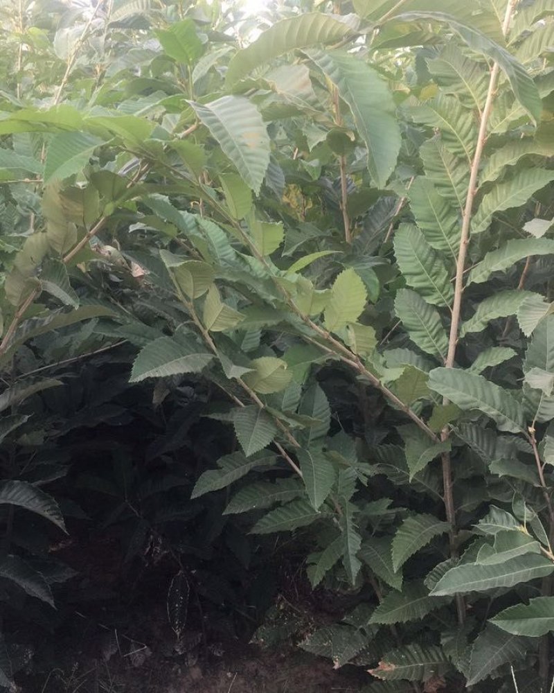 大量出售板栗树苗！保证质量！成活率高！自家种植的！