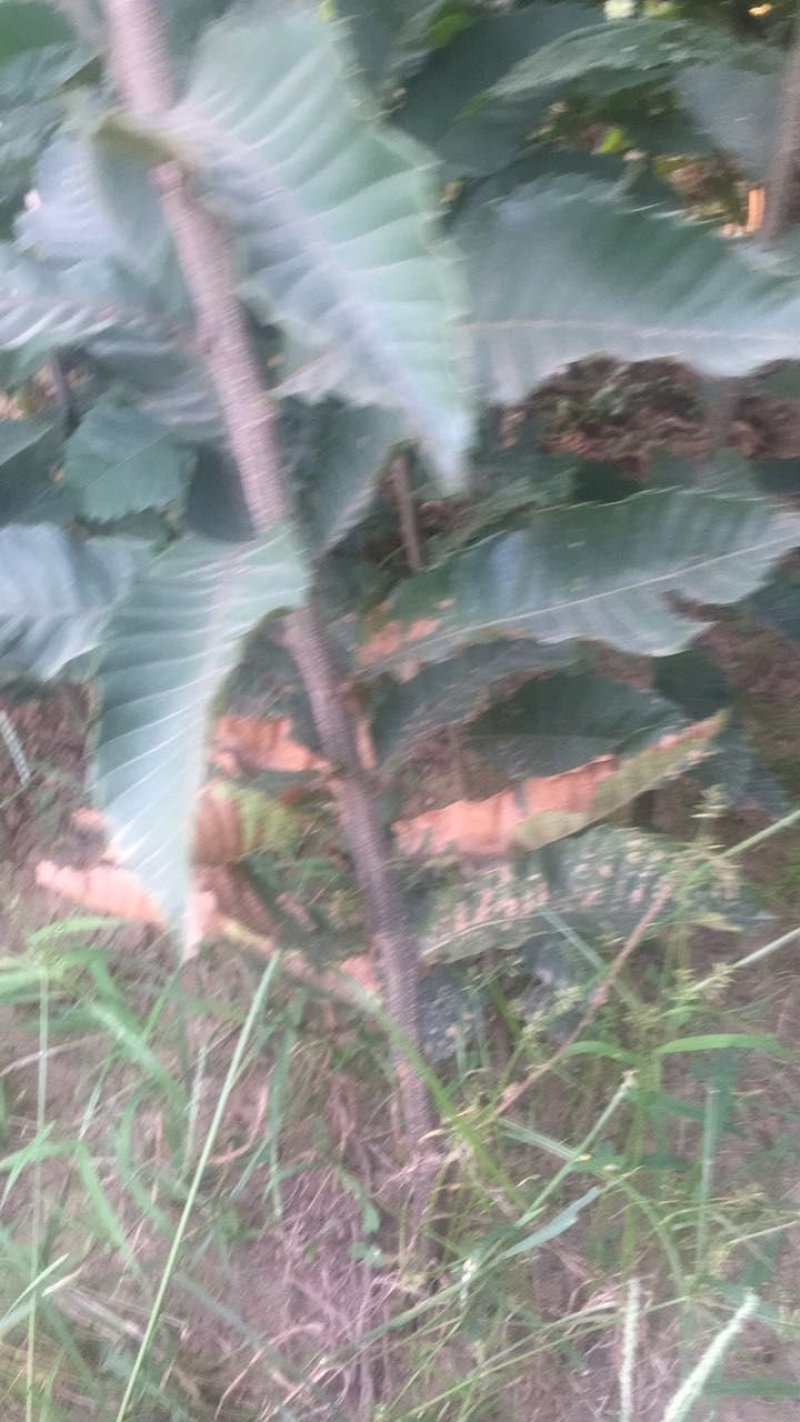 大量出售板栗树苗！保证质量！成活率高！自家种植的！