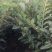 大量出售板栗树苗！保证质量！成活率高！自家种植的！