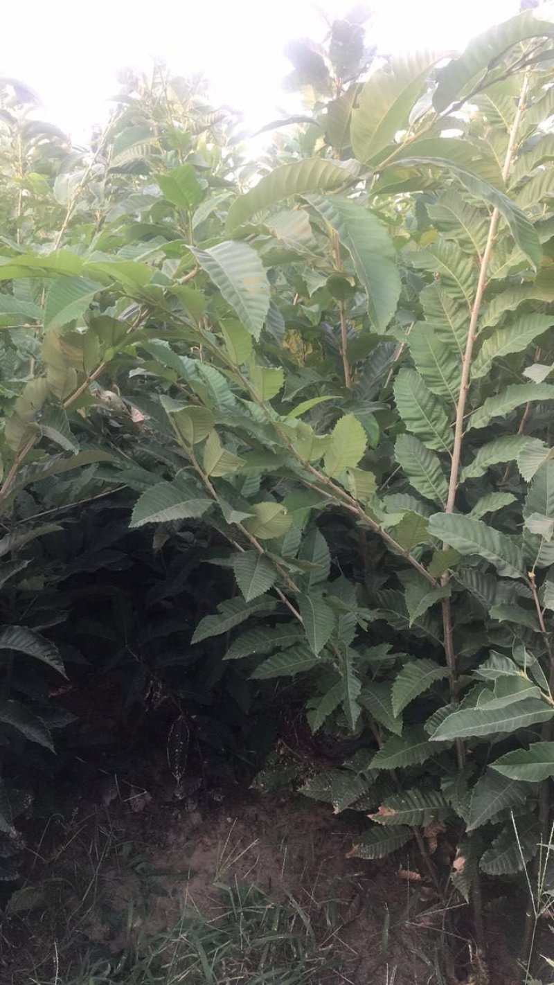 大量出售板栗树苗！保证质量！成活率高！自家种植的！