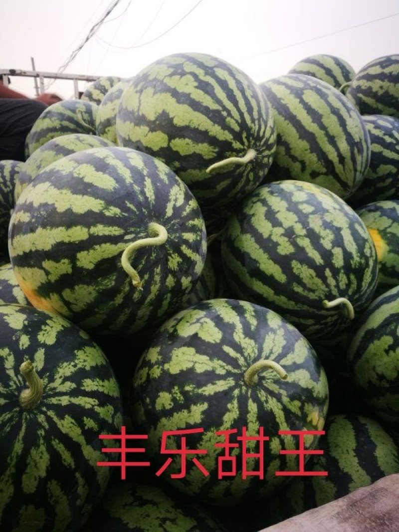 亳州王钦巨西瓜嫁接苗