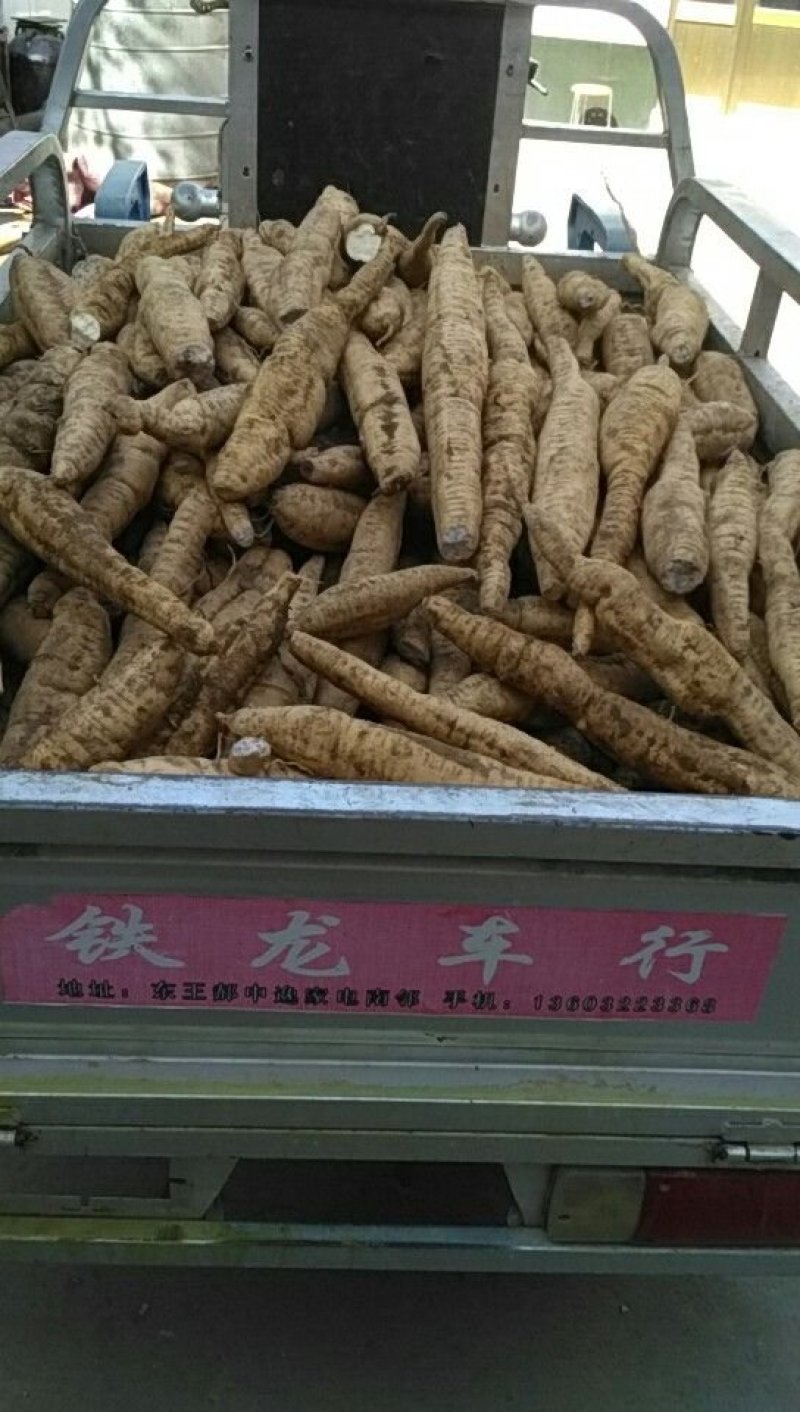 瓜蒌籽