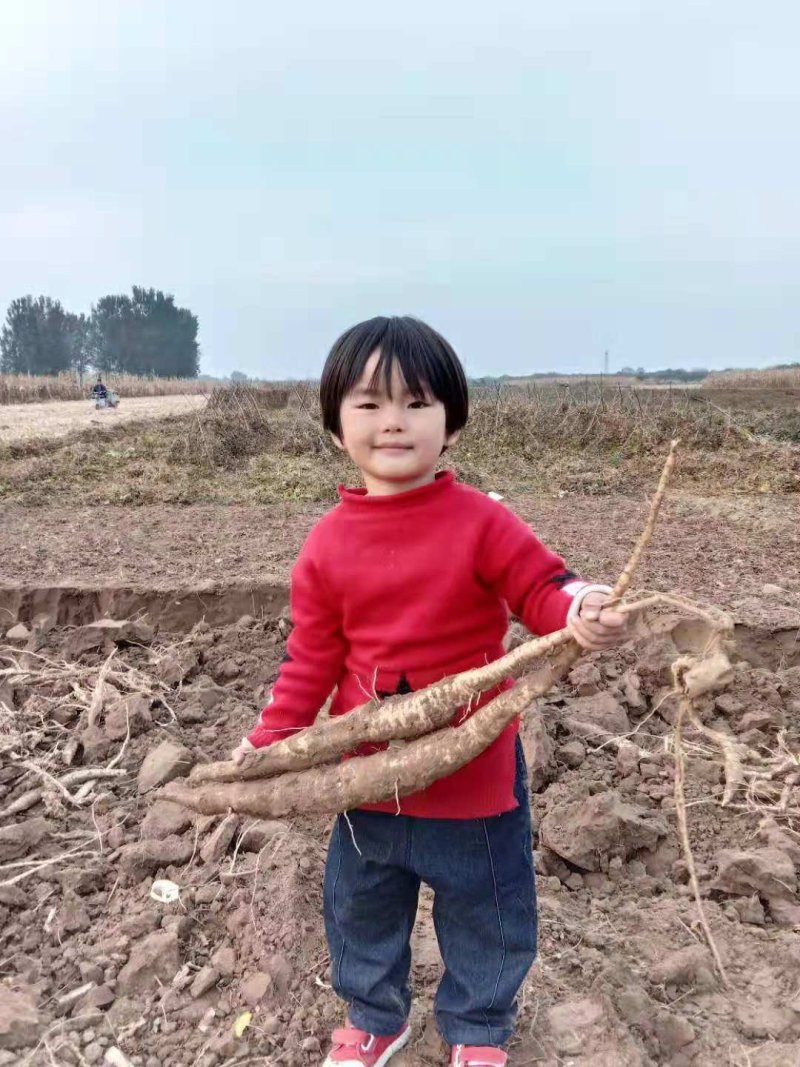 瓜蒌籽