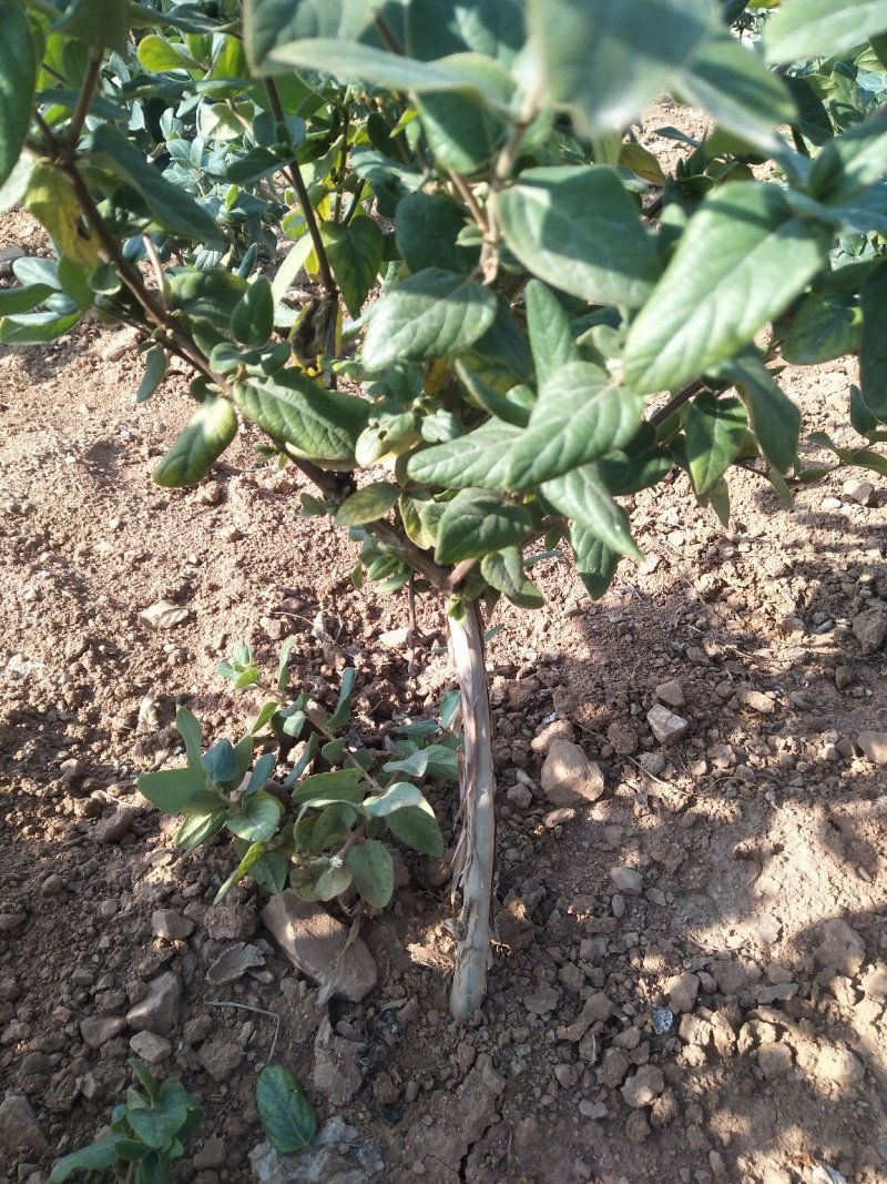 金银花苗现起现发，保证成活率，可以实地看货