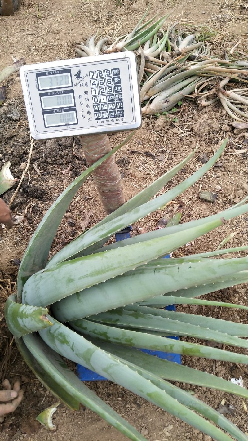 20斤以上的芦荟2棵起批包邮，新疆西藏等偏远地区不包邮