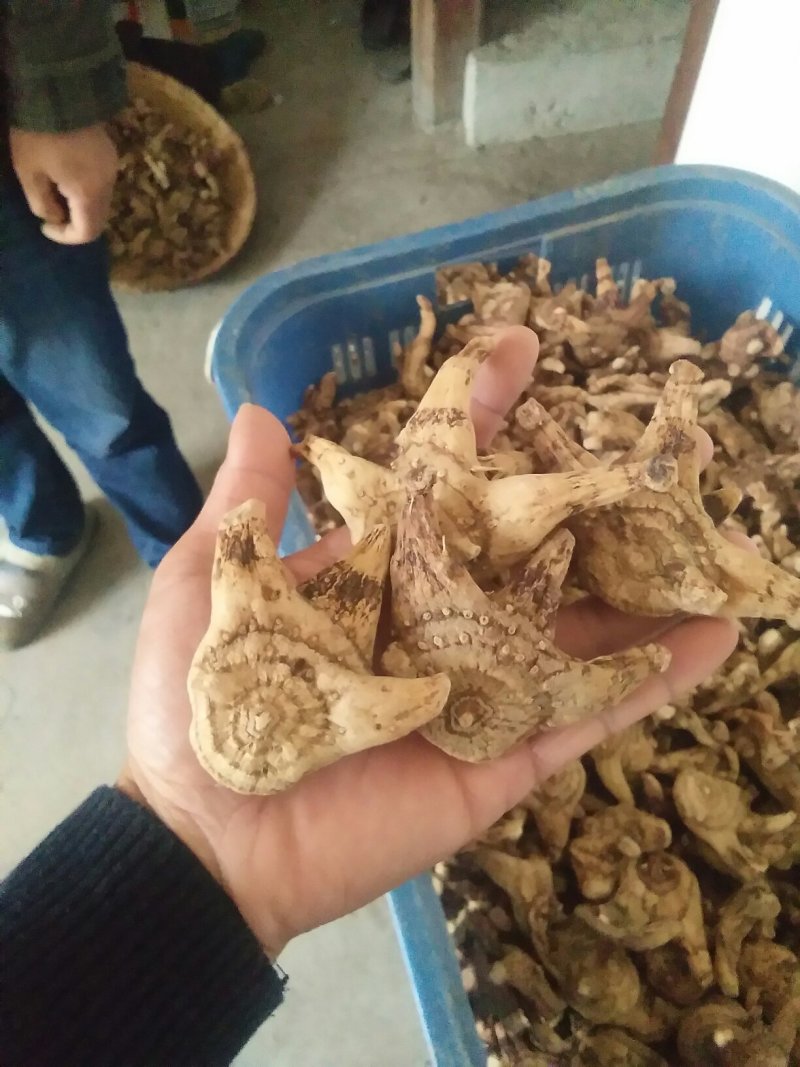 白芨干，生有大货
