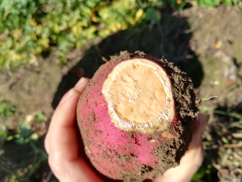 红薯干