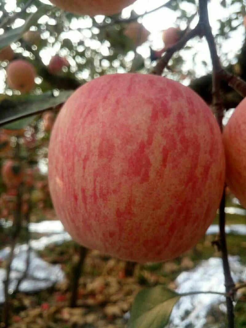 广东红富士苹果，纸膜条纹红，规格齐全，量大从优一条龙