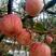 广东红富士苹果，纸膜条纹红，规格齐全，量大从优一条龙