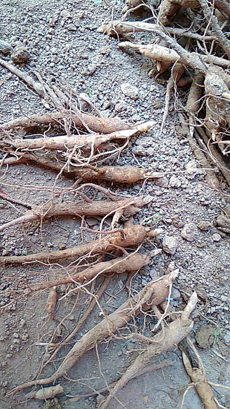 赤芍苗，牡丹苗