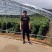 甜蜜蓝宝石葡萄苗2年30cm以下