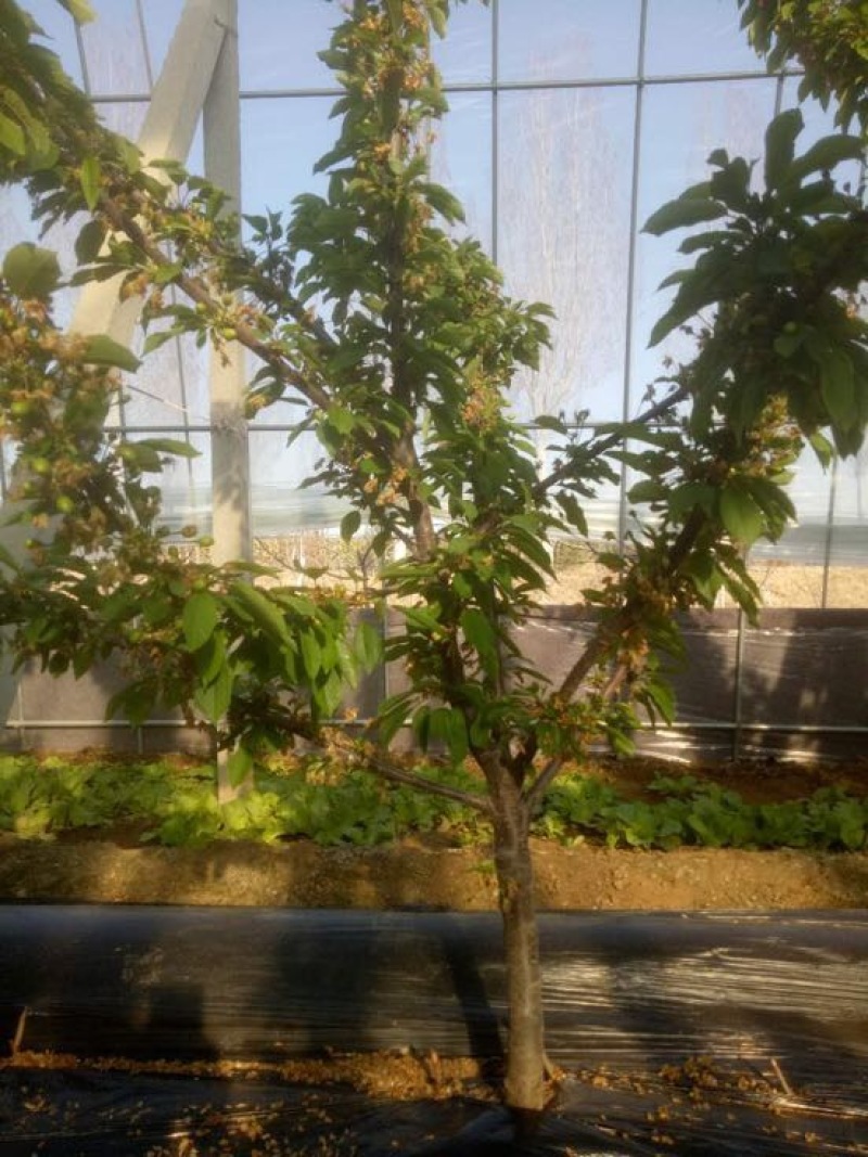 美早樱桃苗2年10cm以下