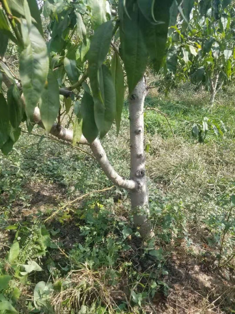 桃树