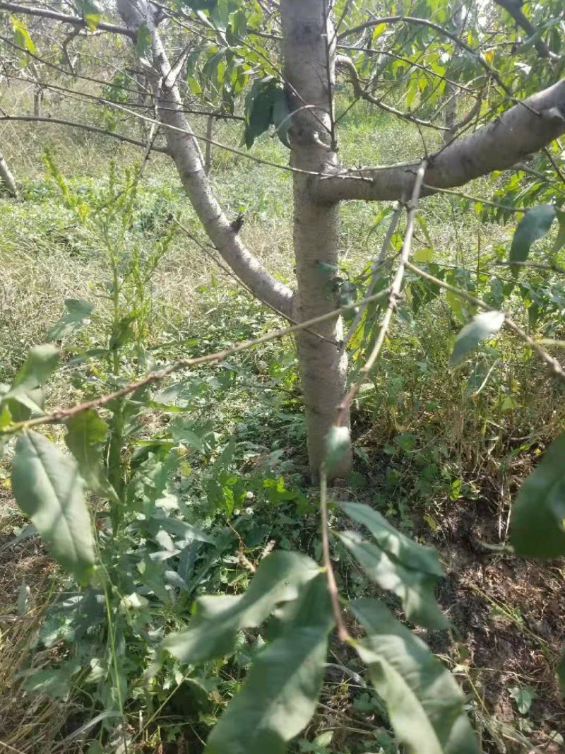 桃树