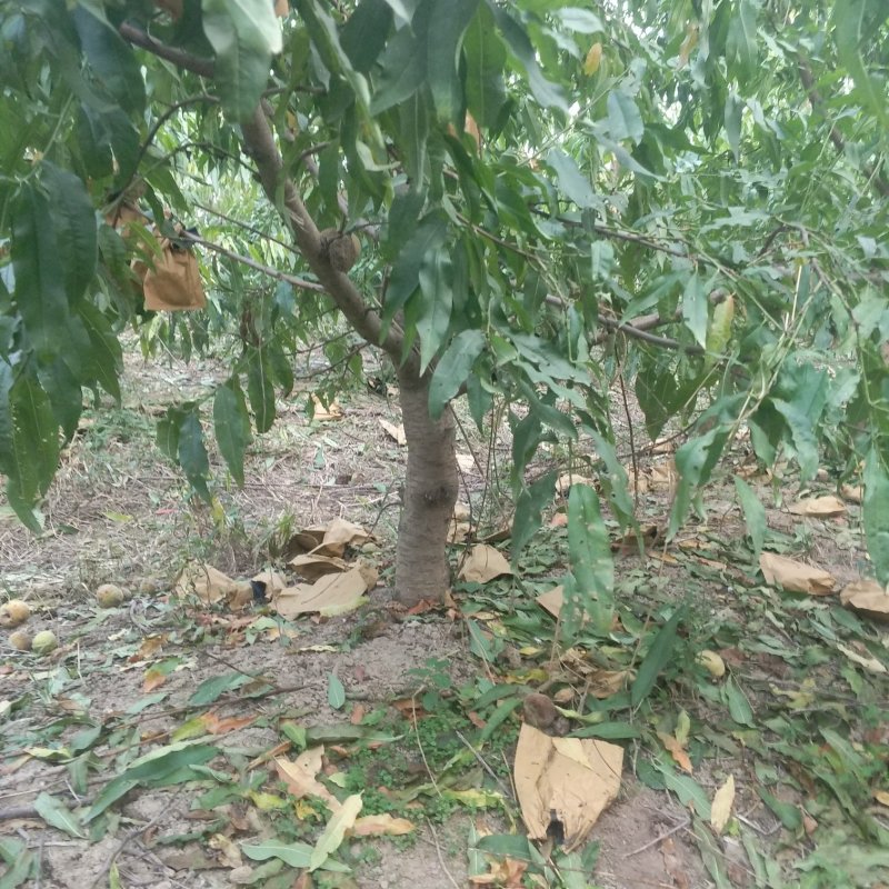 桃树