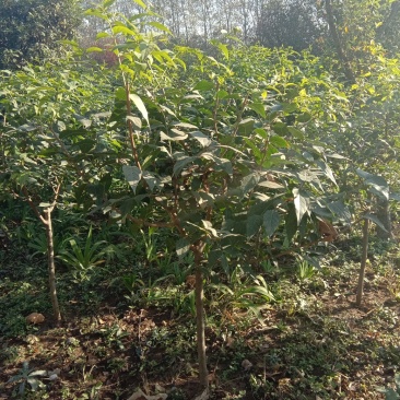 腊梅，单杆腊梅，丛生腊梅，浓香型观花观叶绿化植物。