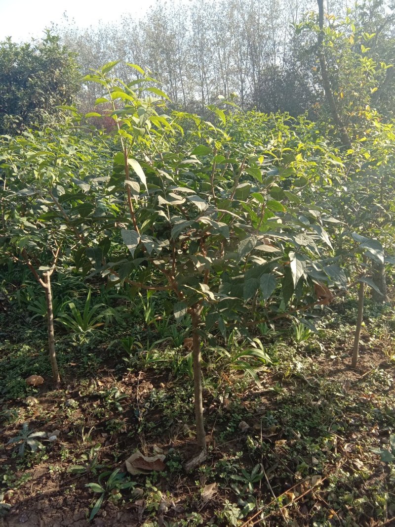 腊梅，单杆腊梅，丛生腊梅，浓香型观花观叶绿化植物。