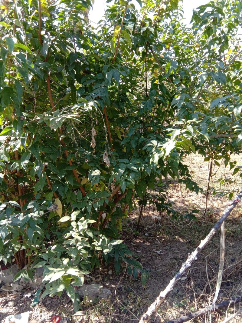 腊梅，单杆腊梅，丛生腊梅，浓香型观花观叶绿化植物。