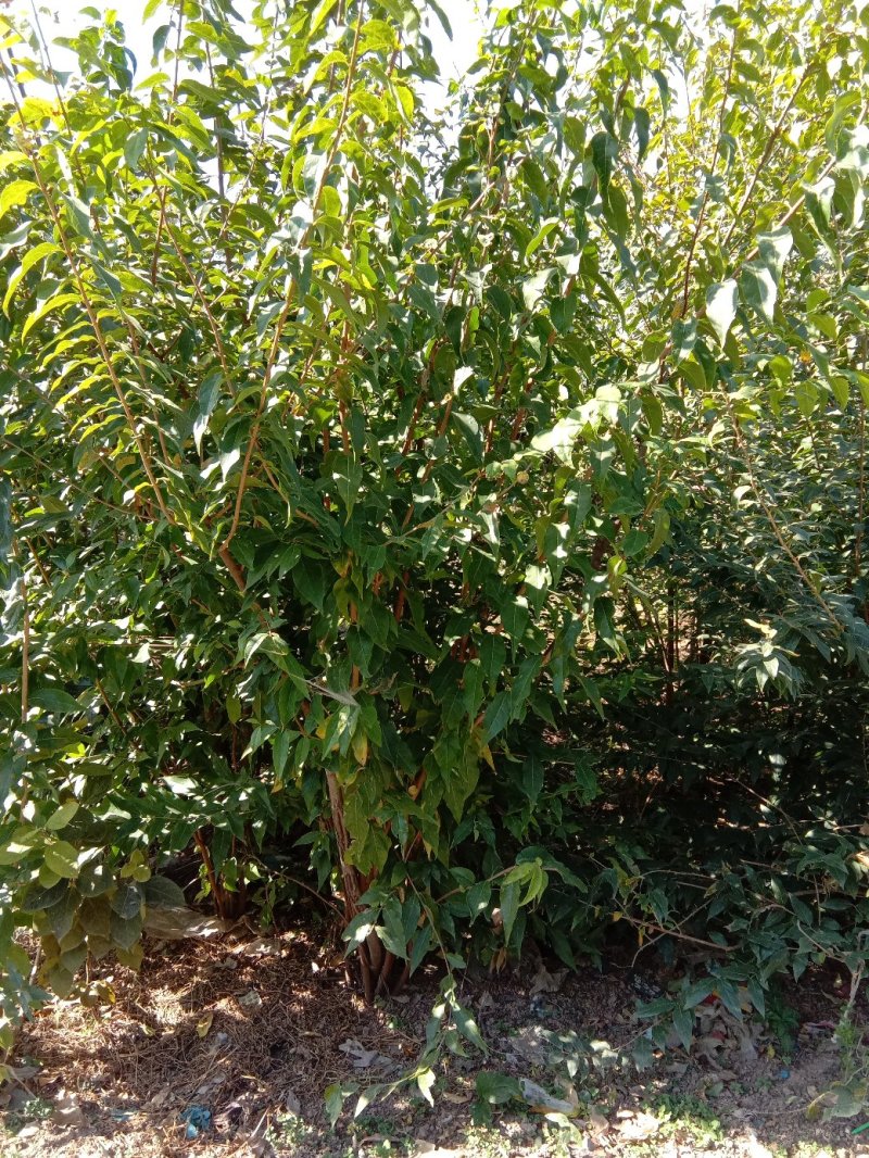腊梅，单杆腊梅，丛生腊梅，浓香型观花观叶绿化植物。