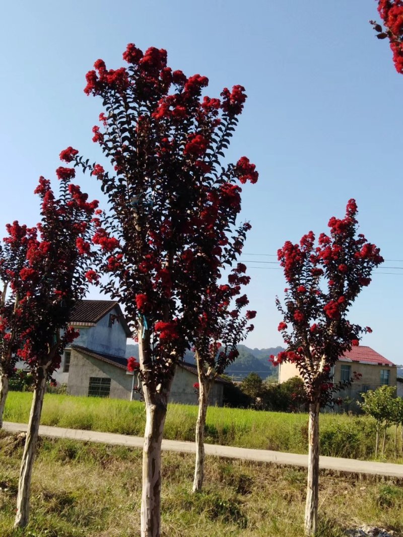 紫叶红花紫薇