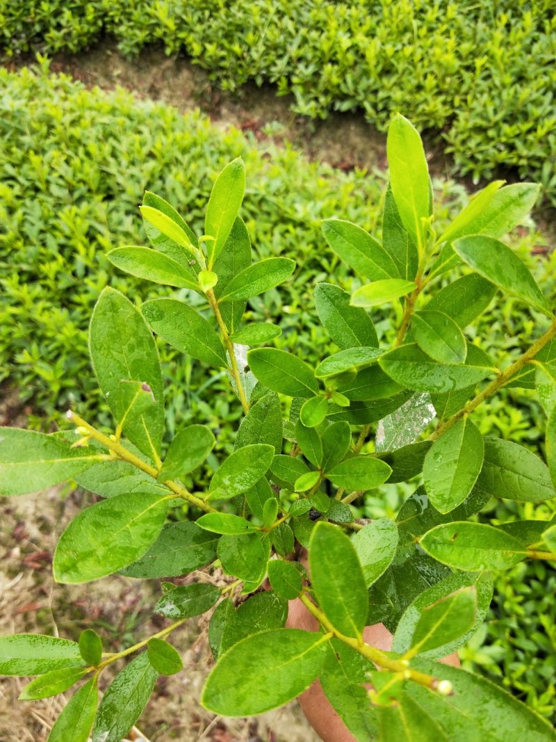 毛鹃