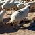 羊羔50~80斤/头，草地绵羊，，，，，，，，
