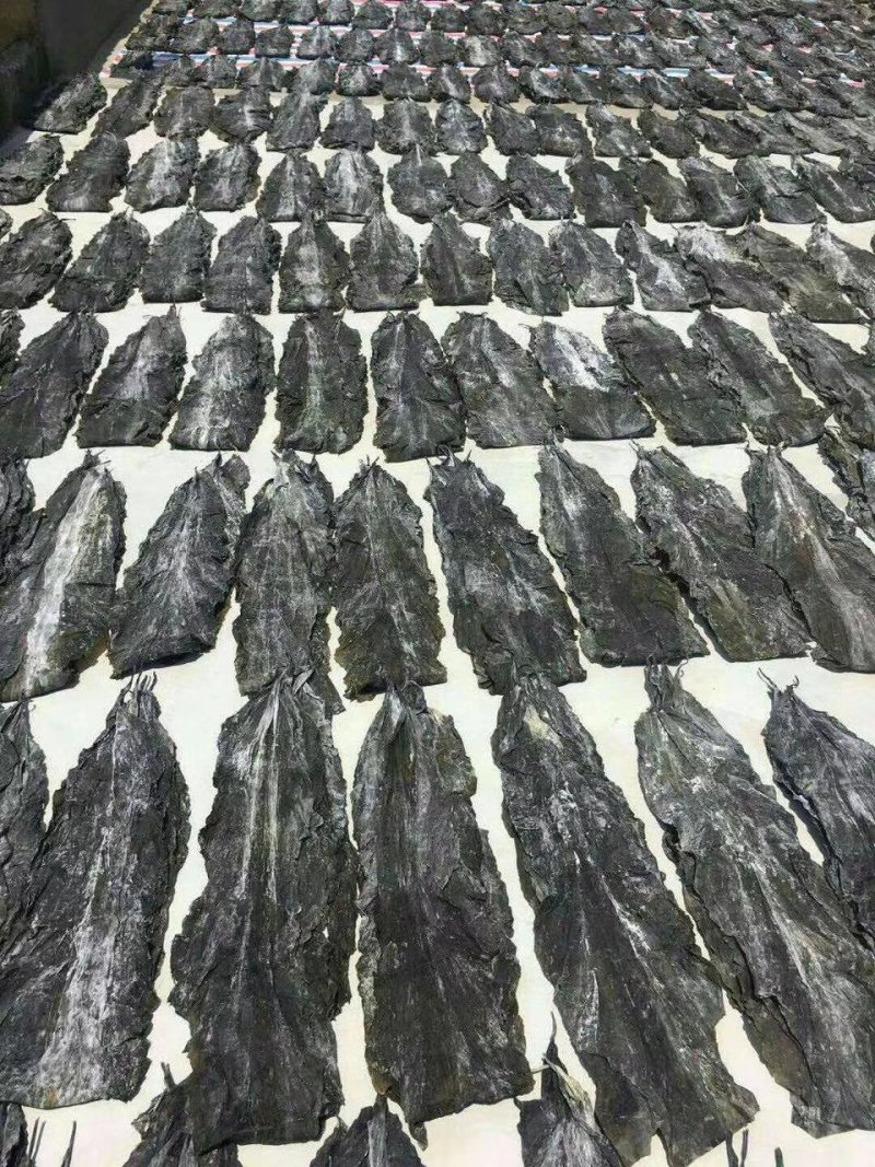 海带、海带片、海带结