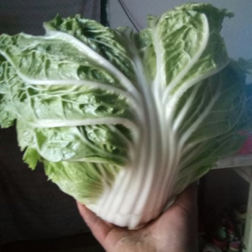 精品东京868大白菜圆包头青绿色产地直发价优