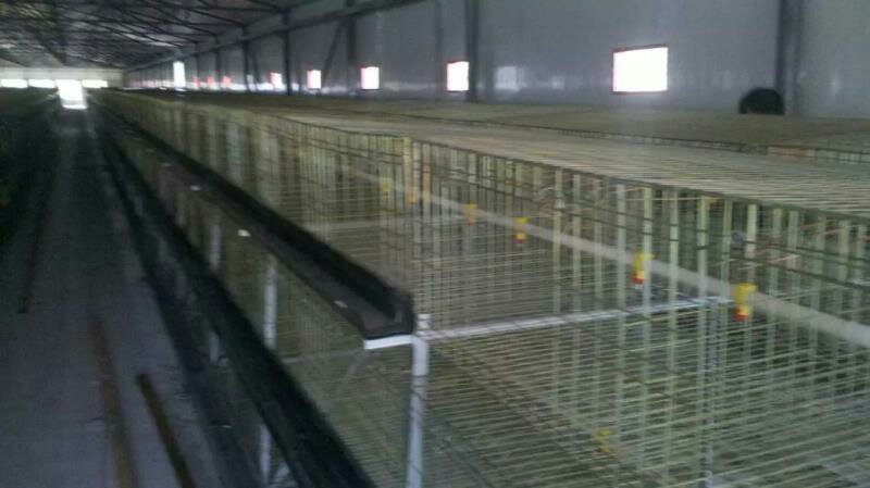 笼养鸡鸭笼具
