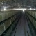 笼养鸡鸭笼具